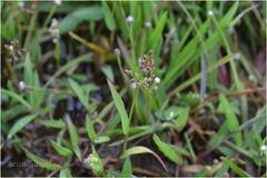 Isachne globosa